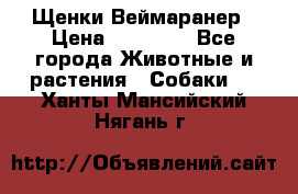 Щенки Веймаранер › Цена ­ 40 000 - Все города Животные и растения » Собаки   . Ханты-Мансийский,Нягань г.